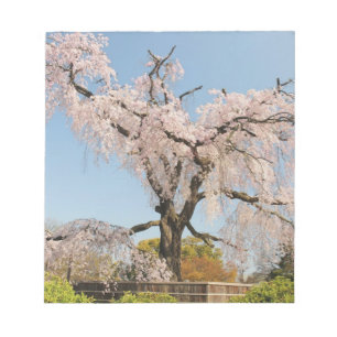 Bloc De Notas Japón, Kyoto. Cerezo llorón bajo cielo azul