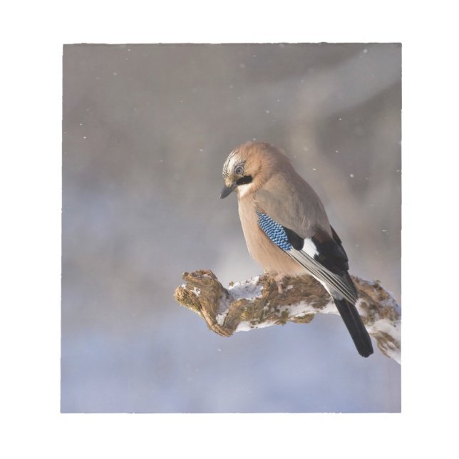 Bloc De Notas Jay Bird en invierno (Frente)