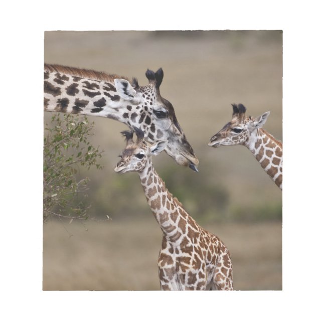 Bloc De Notas Jirafa Masái (Giraffa tippelskirchi) (Frente)