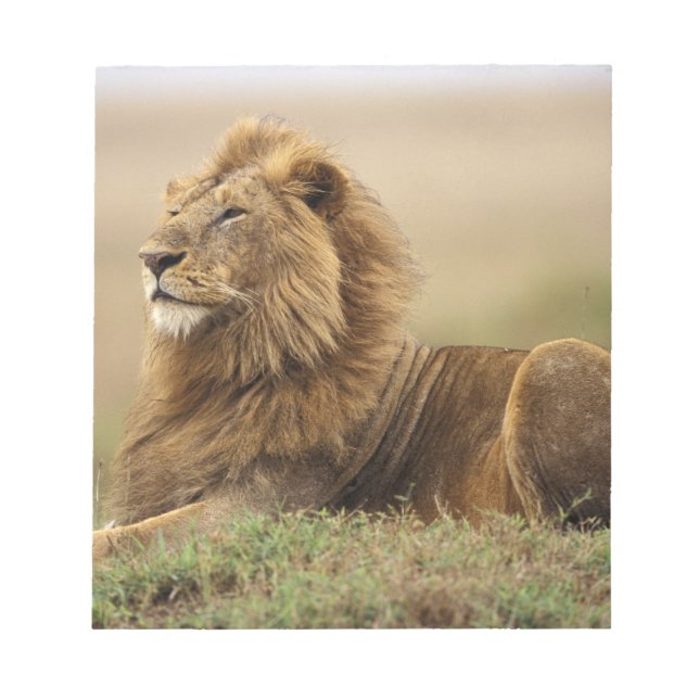 Bloc De Notas Kenia, Masai Mara | León macho (Frente)