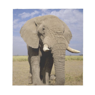 Bloc De Notas Kenia: Parque Nacional Amboseli, elefante macho