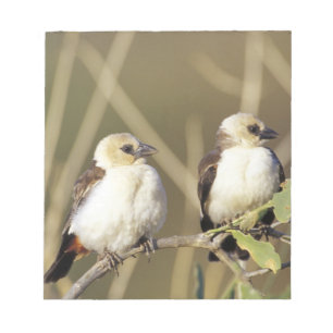 Bloc De Notas Kenia, Reserva Nacional Samburu