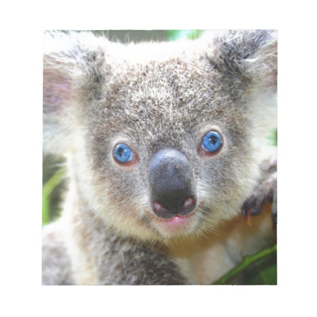 Bloc De Notas Koala Bears (Frente)