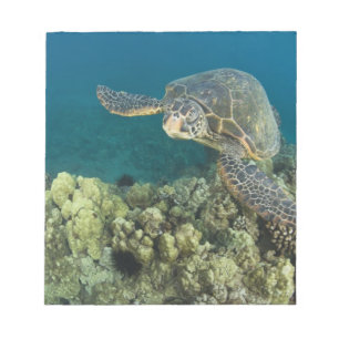 Bloc De Notas La tortuga verde del mar, (Chelonia mydas), es la