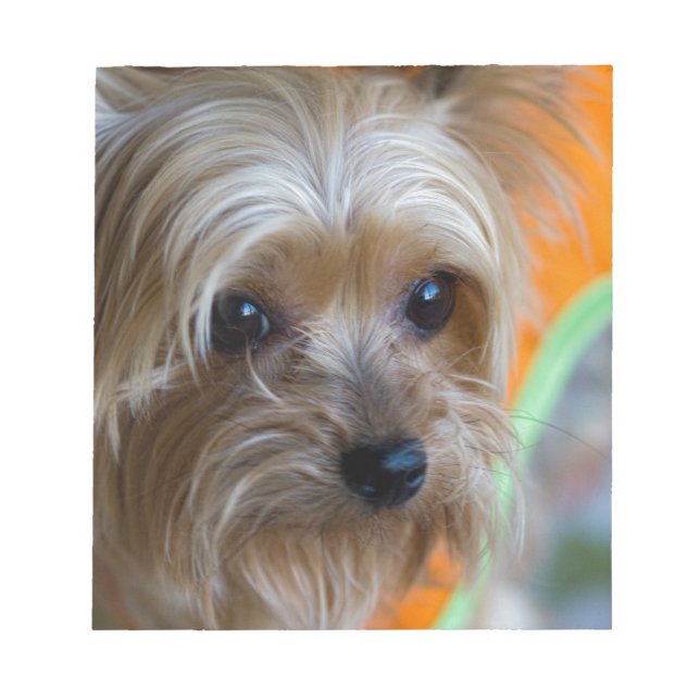 Bloc De Notas Lady Yorkshire Terrier Puppy (Frente)