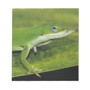 Bloc De Notas Lagarto verde, Anolis carolinensis, adulto en palm