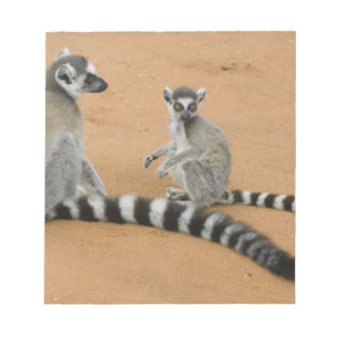 Bloc De Notas Lémures de cola anillada, (Lemur catta), Berenty