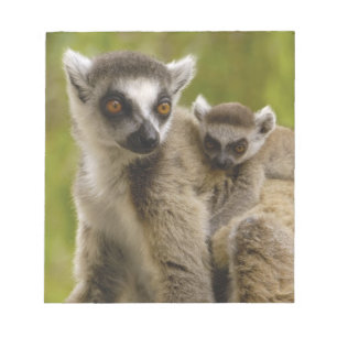Bloc De Notas Lémures de cola anillada (Lemur catta) Madre y crí