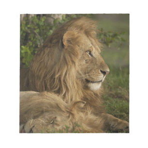 Bloc De Notas León, Panthera leo, Lower Mara, Masai Mara GR,