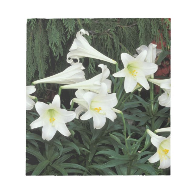 Bloc De Notas Lirio de Pascua (Lilium regale) (Frente)