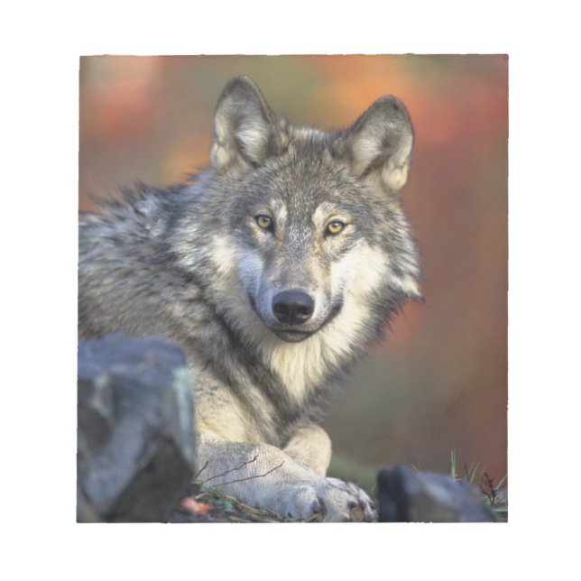 Bloc De Notas Lobo Hermoso (Frente)