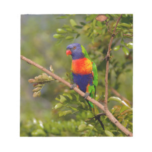 Bloc De Notas Lorikeet arcoiris