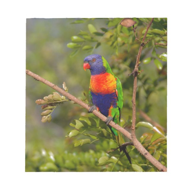 Bloc De Notas Lorikeet arcoiris (Frente)