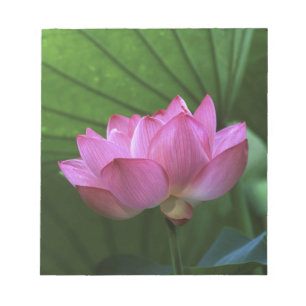 Bloc De Notas Loto Ohga, Jardín Sankei-en, Yokohama, Japón