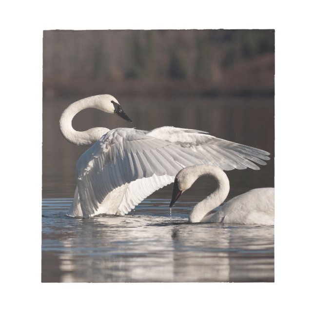 Bloc De Notas Loving Swans (Frente)