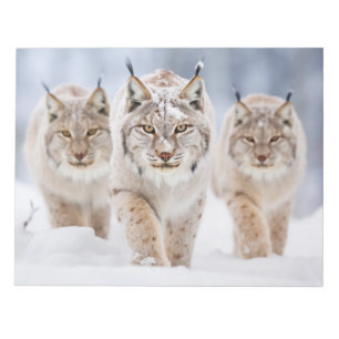 Bloc De Notas Lynx Animal Family Wandering Nature