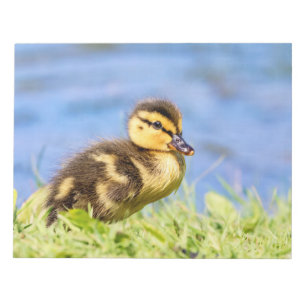 Bloc De Notas Mallard Duckling