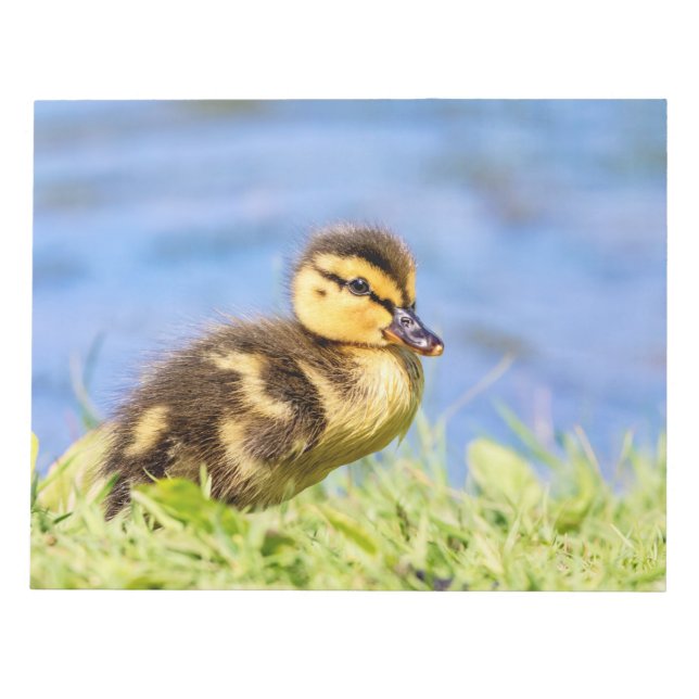 Bloc De Notas Mallard Duckling (Frente)