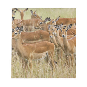 Bloc De Notas Manada de impalas hembras, Masai Mara, Kenia.