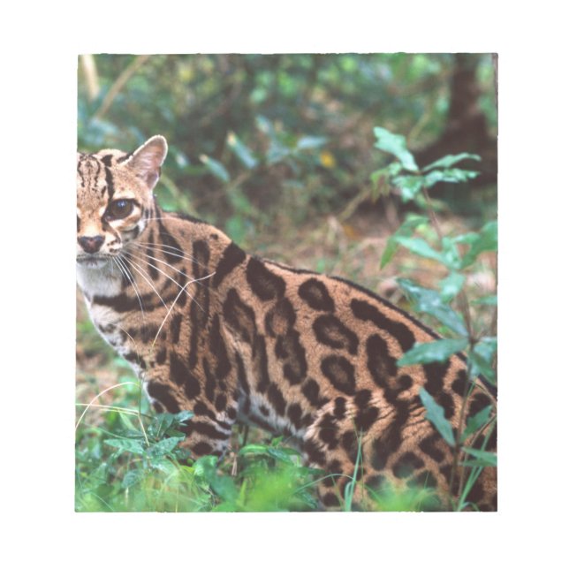 Bloc De Notas Margay, Leopardus wiedi, nativo de México (Frente)