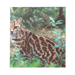 Bloc De Notas Margay, Leopardus wiedi, Nativo de México hasta