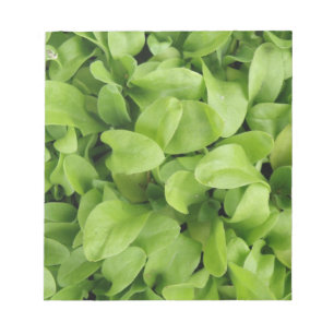 Bloc De Notas Marigold Seedlings Notepad