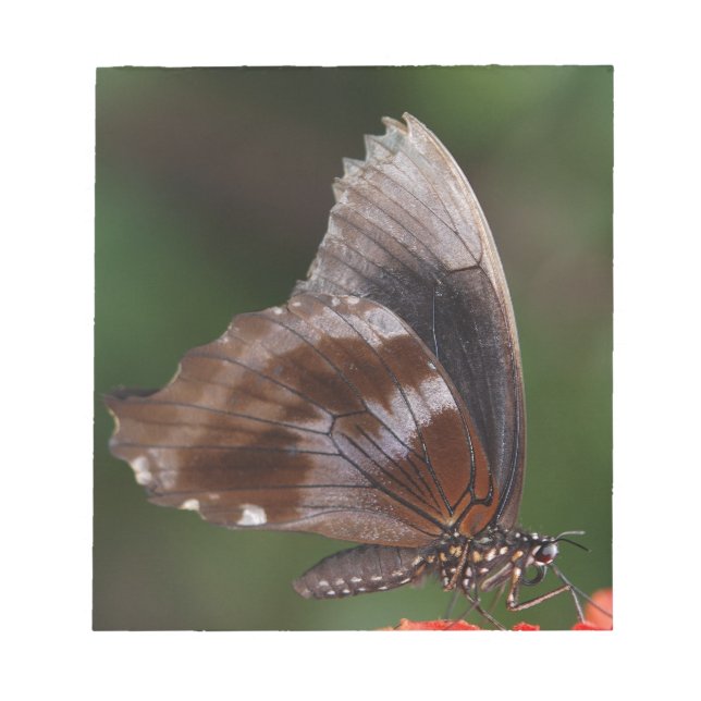 Bloc De Notas Mariposa blanca y marrón en flor roja (Frente)
