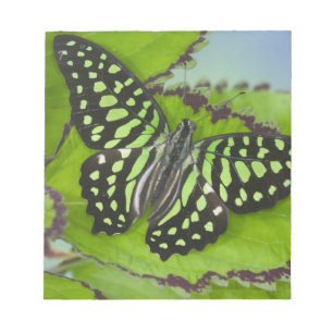 Bloc De Notas Mariposa en Verde