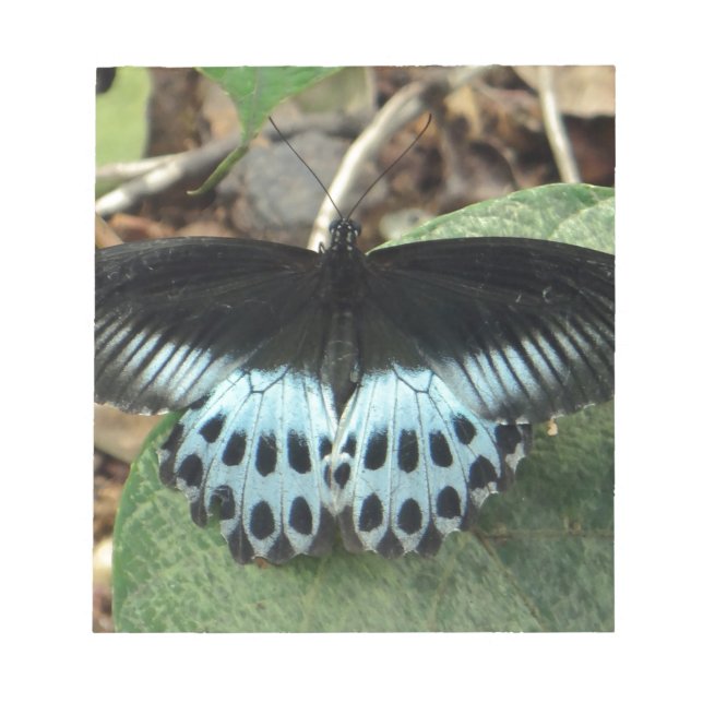Bloc De Notas Mariposa mormal irlandesa azul (Frente)