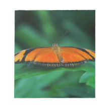 Mariposa naranja brillante y negra en hoja
