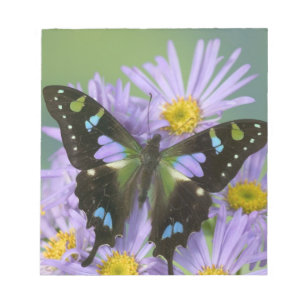 Bloc De Notas Mariposa sobre Púrpura