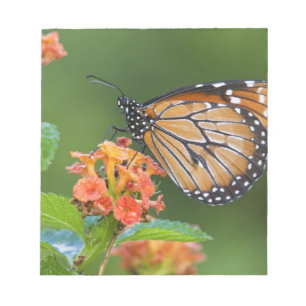 Bloc De Notas Mariposa soldado (Danaus eresimus) alimentándose