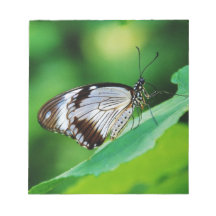 Marrón oscuro y mariposa gris