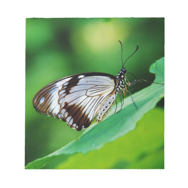 Bloc De Notas Marrón oscuro y mariposa gris (Frente)