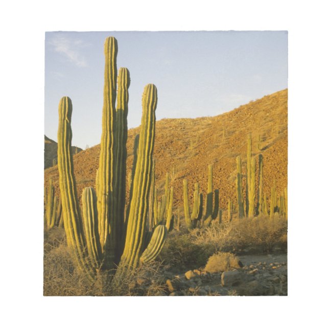 Bloc De Notas México, Baja, Isla Santa Catalina, Mar de (Frente)