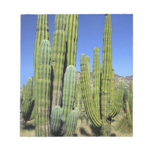 Bloc De Notas México, Sonora, San Carlos. Saguaro & Pitahaya