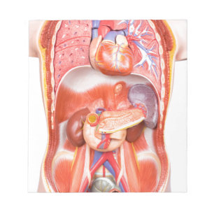 Bloc De Notas Modelo de cuerpo de torso humano con órganos