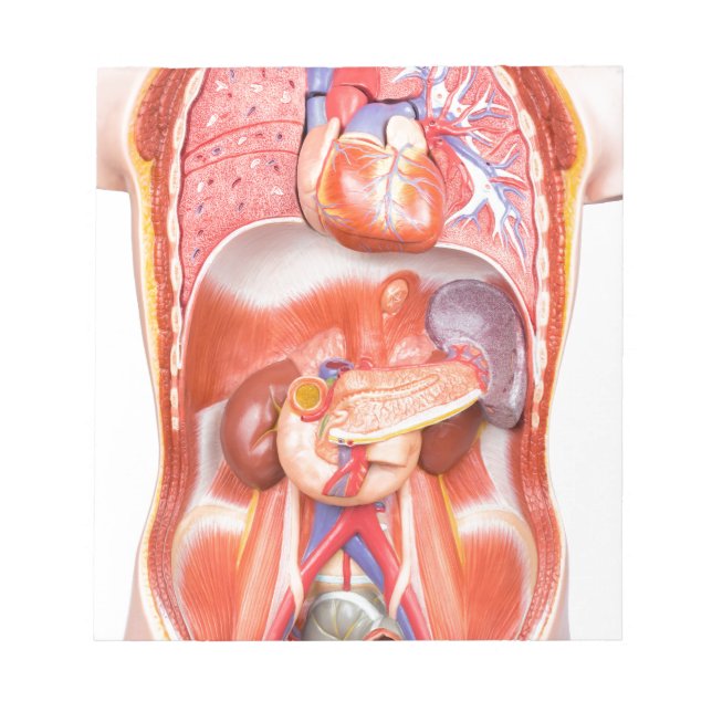 Bloc De Notas Modelo de cuerpo de torso humano con órganos (Frente)