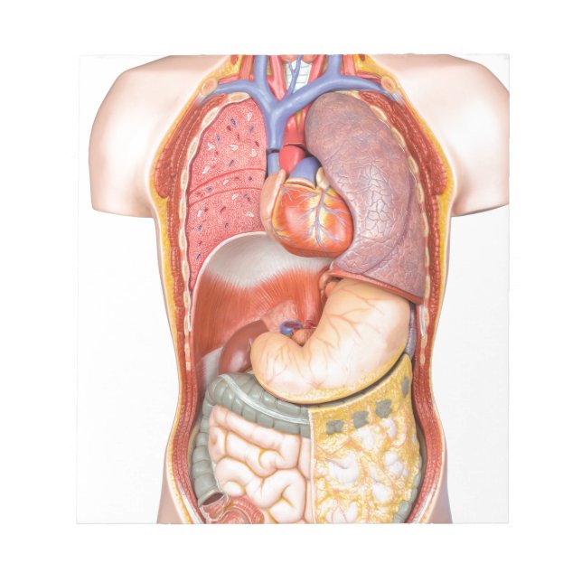 Bloc De Notas Modelo de cuerpo humano con órganos aislados en bl (Frente)