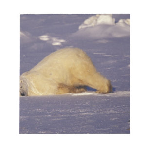 Bloc De Notas NA, Canadá, Manitoba, Churchill, Oso polar