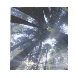 Bloc De Notas NA, EE. UU., California, Del Norte Redwoods State
