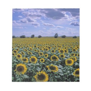 Bloc De Notas NA, EE. UU., Kansas, cultivo de girasoles