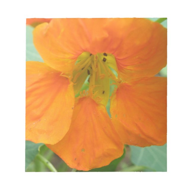 Bloc De Notas Naranja Nasturtium Flower Notepad (Frente)