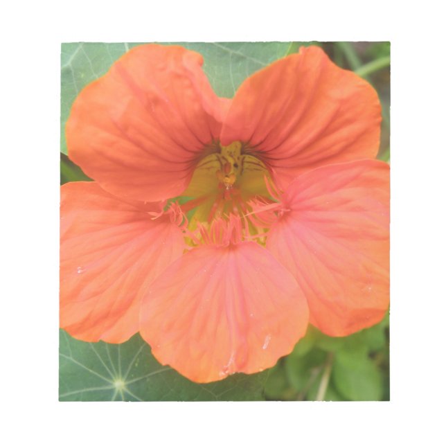 Bloc De Notas Naranja Nasturtium Flower Notepad (Frente)