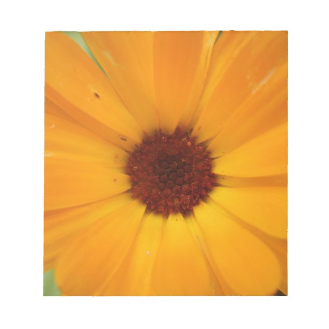 Bloc De Notas Naranja Rain Daisy Notepad (Frente)