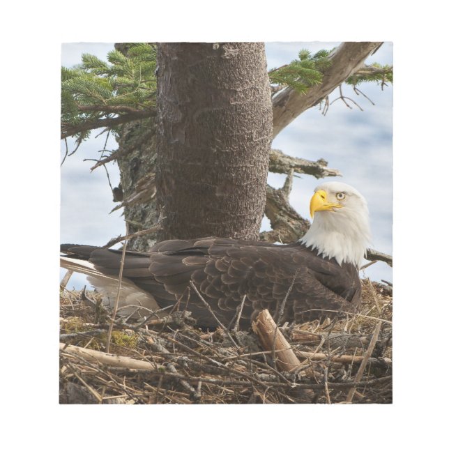 Bloc De Notas Nesting Bald Eagle (Frente)