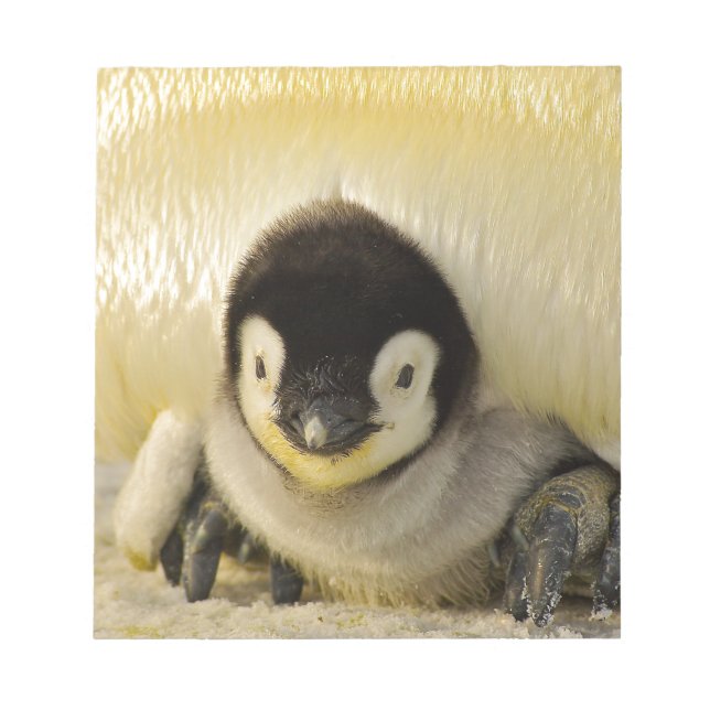 Bloc De Notas Niño pingüino (Frente)