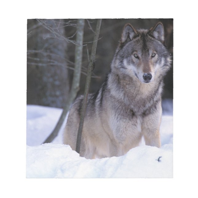 Bloc De Notas Norteamérica, Canadá, Canadá Oriental, Lobo gris (Frente)
