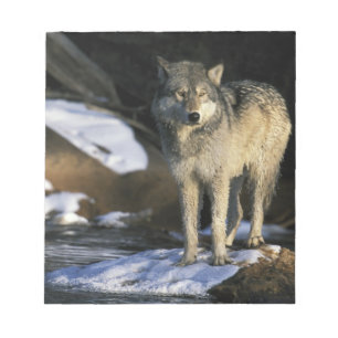 Bloc De Notas Norteamérica, EE. UU., Minnesota. Lobo (Canis