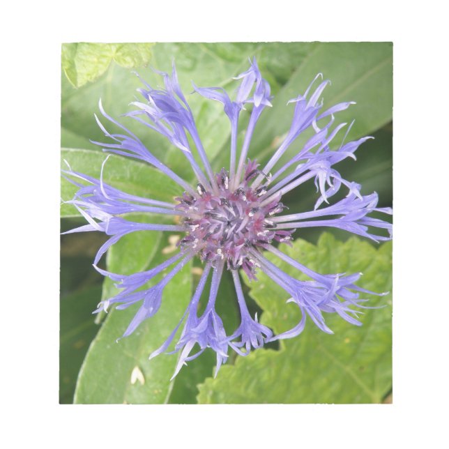 Bloc De Notas Notepad de flor de maíz azul (Frente)